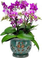 W&W Orchid Pot with Holes and Saucer for Repotting, Green Mix, 6.5"