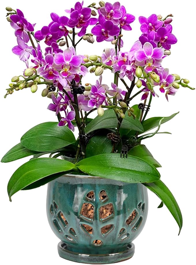 W&W Orchid Pot with Holes and Saucer for Repotting, Green Mix, 6.5"