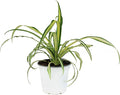 American Plant Exchange Spider Plant – Live Indoor Houseplant, 4-Inch Pot – Air-Purifying Chlorophytum Plant for Home, Office, and Indoor Décor