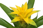 Bromeliad Yellow -4'' from California Tropicals