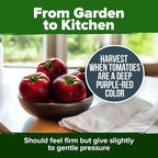 HOME GROWN Cherokee Purple Tomato Seeds 212+ Heirloom Non-GMO Seeds for Planting, High Germination, Indeterminate Beefsteak, Rich Smoky Flavor, Slicing Tomato for Garden (Solanum lycopersicum)