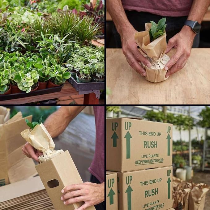 Low Light Live Plants for Indoor | Different Houseplants in Multiple Sizes | Real House Plant for Living Room, Office, Desk & Bathroom
