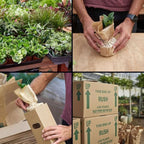Low Light Live Plants for Indoor | Different Houseplants in Multiple Sizes | Real House Plant for Living Room, Office, Desk & Bathroom
