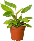 Philodendron Painted Lady Live Plant for Indoor | Different Houseplants in 4'' & 6'' Pot | Real House Plant for Living Room, Office, Desk & Bathroom | Emerald Queen Plant