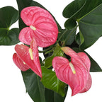 Pink Anthurium Live Plant (Approx. 17-19" Tall), Real Flowers/Unique House Plants in 6" Nursery Pot, Floral Office Plants, Air Purifying Plants & Cool Gifts for Plant Lovers by Plants for Pets