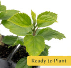 2 Kona Hibiscus | Live Plants in 2.5-inch Nursery Cubes | Hibiscus rosa-sinensis Hybrid Variety | Tropical Evergreen Floral Shrub | Large Pink Double-Blossom Flowers for Home and Garden