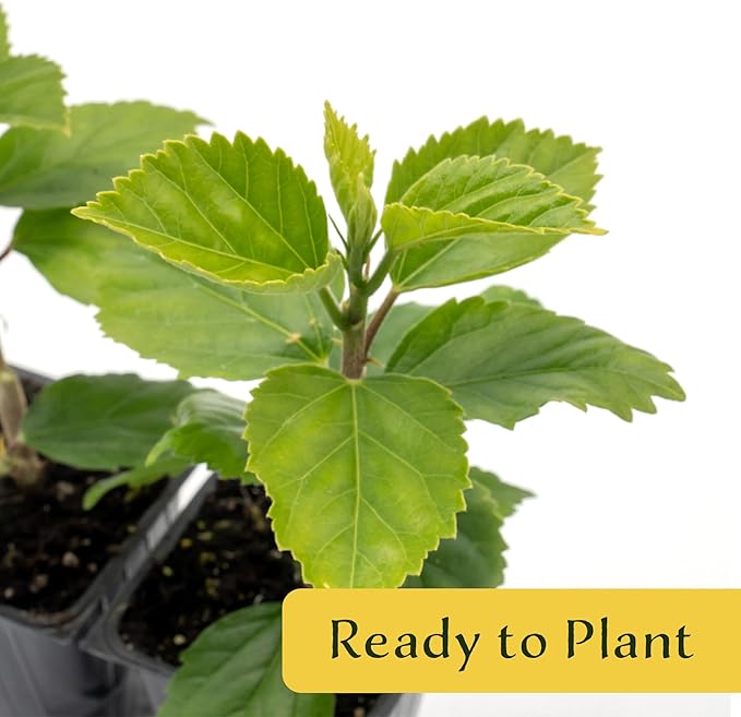 4 Kona Hibiscus | Live Plants in 2.5-inch Nursery Cubes | Hibiscus rosa-sinensis Hybrid Variety | Tropical Evergreen Floral Shrub | Large Pink Double-Blossom Flowers for Home and Garden