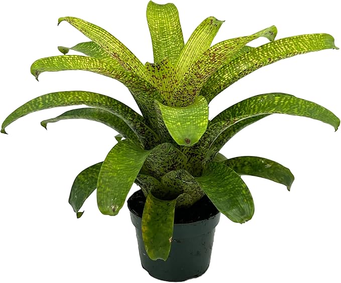 ragnaroc Live Plants – Bromeliad Vrisea Fenestralis, 4-8" in 4" Pot - 1ct - Live Arrival Guaranteed - House Plants for Home Decor & Gift