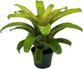 ragnaroc Live Plants – Bromeliad Vrisea Fenestralis, 4-8" in 4" Pot - 1ct - Live Arrival Guaranteed - House Plants for Home Decor & Gift