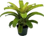 ragnaroc Live Plants – Bromeliad Vrisea Fenestralis, 4-8" in 4" Pot - 1ct - Live Arrival Guaranteed - House Plants for Home Decor & Gift
