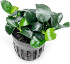 SubstrateSource Anubias Live Aquarium Plants - Potted Freshwater Plant for Fish Tanks, Terrariums - Beginner Friendly Low Light (Barteri Petite Round, 1 Pot)
