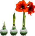 Snow Flecked Waxed Amaryllis Bulb 3-Pack – Green Wax with Red Blooms – Live Holiday Gift Plant, Easy Care, No Watering Needed