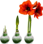 Snow Flecked Waxed Amaryllis Bulb 3-Pack – Green Wax with Red Blooms – Live Holiday Gift Plant, Easy Care, No Watering Needed