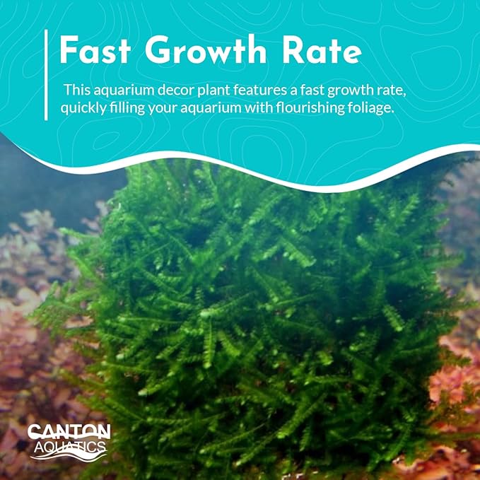 Weeping Moss Vesicularis Ferriei - Live Aquarium Plants for Beginners, Ideal for Shrimp, Low Light Conditions - Enhance Your Tank with Aquarium Plants Live and Aquarium Plants