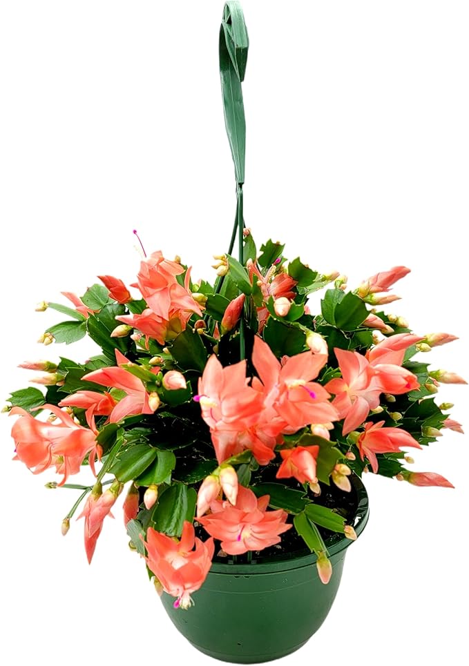Thanksgiving Cactus, Coral Seasonal Blooms, Live Indoor Plant, Flowering Houseplant, Christmas Cactus, 8-Inch Hanging Basket, Holiday Decor, Pet Safe, Free Heat Pack