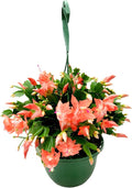 Thanksgiving Cactus, Coral Seasonal Blooms, Live Indoor Plant, Flowering Houseplant, Christmas Cactus, 8-Inch Hanging Basket, Holiday Decor, Pet Safe, Free Heat Pack