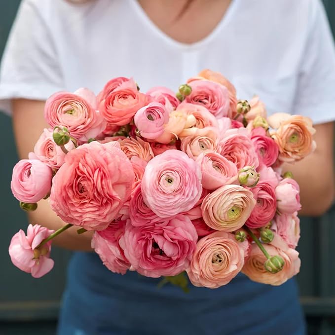Mixed Ranunculus Bulbs for Planting, 3 PCS Ranunculus Buttercups, Rare Perennial Bulbs for Vibrant Garden Blooms, Borders Outdoor Heirloom Non-GMO