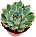 Fat Plants San Diego Live Echeveria Succulent Plant in a 4 inch Plastic Growers Pot (4 inch, colorata)