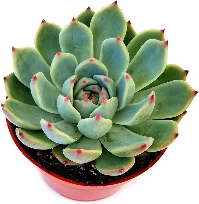Fat Plants San Diego Live Echeveria Succulent Plant in a 4 inch Plastic Growers Pot (4 inch, colorata)