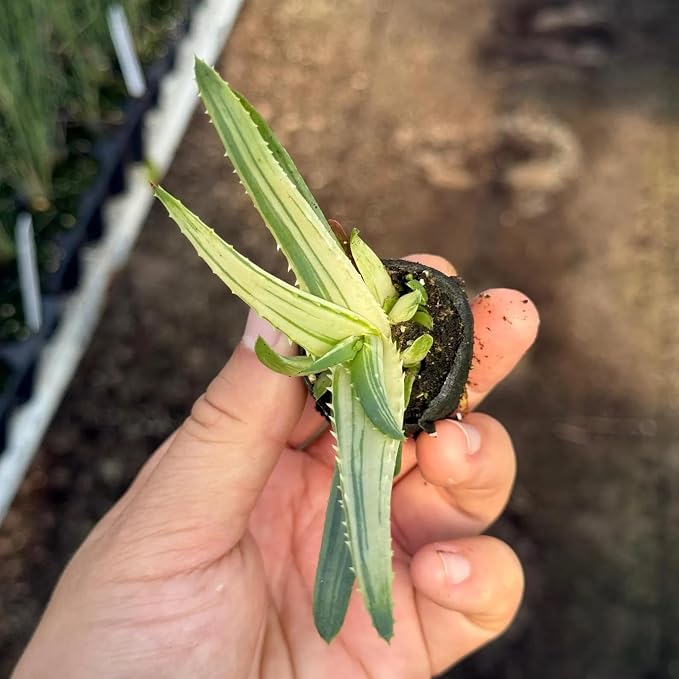 Aloe Solar Flare Live Plant | Variegated Succulent Starter Plants | Indoor Houseplant Cuttings | Outdoor House Plants Gift | Rare Cacti