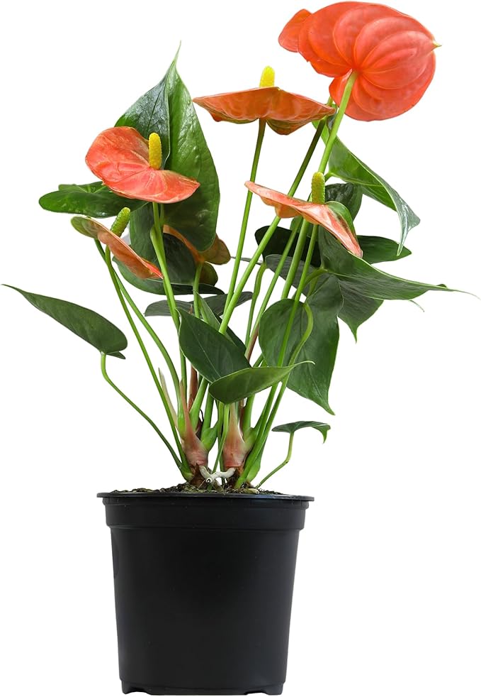 Orange Anthurium Live Plant (Approx. 11-14" Tall), Real Flowers/Unique House Plants in 4" Nursery Pot, Floral Desk Plant, Air Purifying Plants & Cool Gifts for Plant Lovers by Plants for Pets