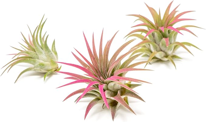 Raspberry Colorful Tillandsia Air Plants - Long Lasting Color Enhanced Live Tillandsia Succulent House Plants - Home and Garden Decor - Easy Care Indoor/Outdoor Plants (Ionantha Rubra, Pack of 3)