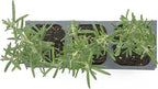 3 Tuscan Blue Rosemary, Live Plants – Rosmarinus Officinalis – Hardy & Fragrant Herb in 2.5” Nursery Pots – Grows Up to 5 Ft, Easy to Maintain, Great for Cooking, Landscaping & Aromatherapy
