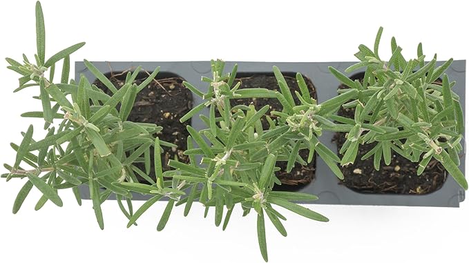 3 Tuscan Blue Rosemary, Live Plants – Rosmarinus Officinalis – Hardy & Fragrant Herb in 2.5” Nursery Pots – Grows Up to 5 Ft, Easy to Maintain, Great for Cooking, Landscaping & Aromatherapy