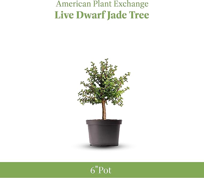 American Plant Exchange Live Dwarf Jade Tree, Miniature Bonsai Tree, Plant Pot for Home and Garden Decor, 6" Pot