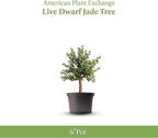 American Plant Exchange Live Dwarf Jade Tree, Miniature Bonsai Tree, Plant Pot for Home and Garden Decor, 6" Pot