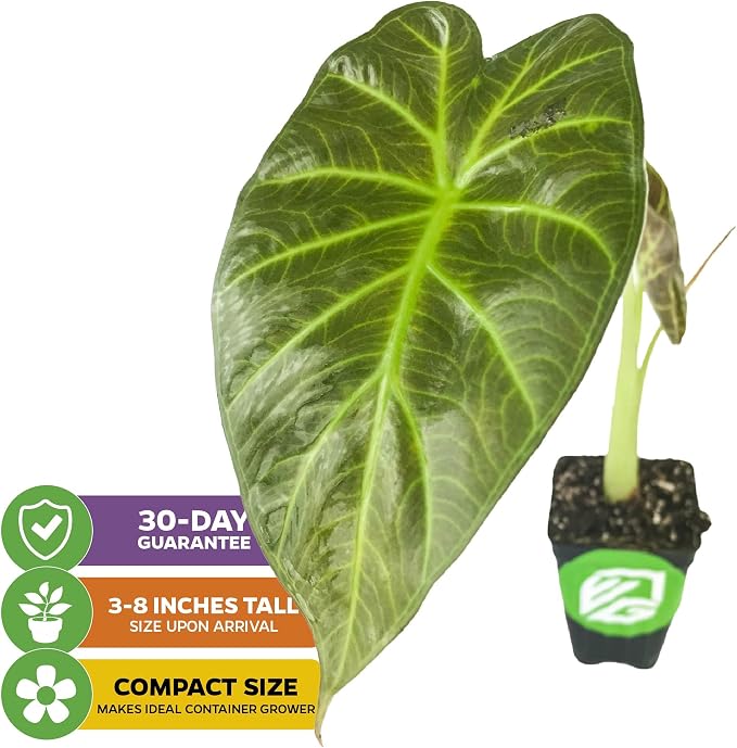 Regal Shields Elephant Ear Live Tropical Plant - Alocasia Variety - Starter Plants by Wellspring Gardens - Lush Indoor Houseplants for Home or Office Decor - Vibrant Living Room Plants