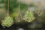 Hanging Air Plants Holders Geometric Airplant Hangers Rose Gold Tillandsia Holder Metal Pink Himmeli Metal Airfens Planter for Home Décor 4Pcs …