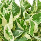 Pothos 'N'joy' Live Plant for Indoor | Different Houseplants in 4'' & 6'' Pot | Real House Plant for Living Room, Office, Desk & Bathroom | Epipremnum Aureum