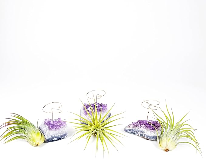 Set of 3 Mini Amethyst Crystal Air Plant Holders – Includes Healthy Tillandsia, Ready-to-Gift Home Décor for Women, Birthdays and Housewarming