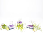 Set of 3 Mini Amethyst Crystal Air Plant Holders – Includes Healthy Tillandsia, Ready-to-Gift Home Décor for Women, Birthdays and Housewarming