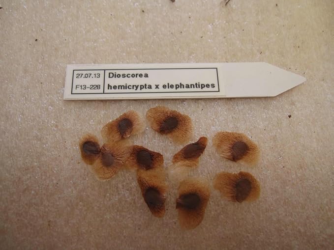 Dioscorea Elephantipes Seeds, Elephant's Foot Turtle Back Rare Succulent, Exotic Caudiciform Caudex Plant, 5 Seeds
