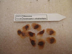Dioscorea Elephantipes Seeds, Elephant's Foot Turtle Back Rare Succulent, Exotic Caudiciform Caudex Plant, 5 Seeds
