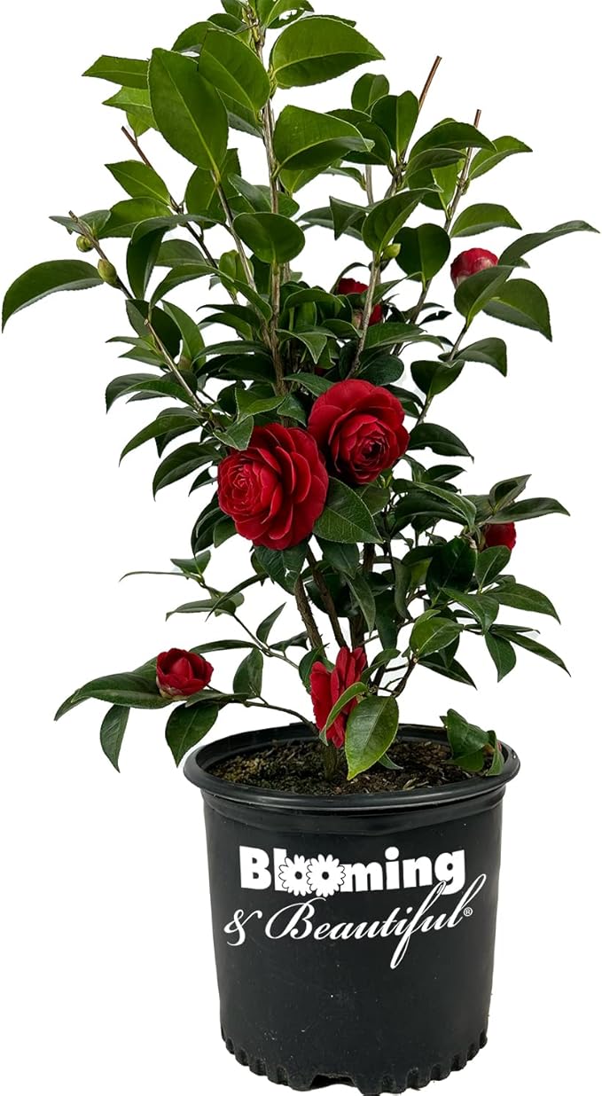 Blooming & Beautiful - Black Tie Camellia - 3 Gal - Evergreen Shrub - Dark True Red Formal Double Bloom - Late Winter/Early Spring - Zones 7-9 - Camellia Japonica ‘Black Tie’ - 3 Gallon Pot