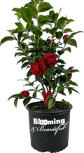 Blooming & Beautiful - Black Tie Camellia - 3 Gal - Evergreen Shrub - Dark True Red Formal Double Bloom - Late Winter/Early Spring - Zones 7-9 - Camellia Japonica ‘Black Tie’ - 3 Gallon Pot