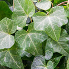 PERFECT PLANTS Green English Ivy | Hedera Helix | Easy Care Houseplant | Perfect for Moderate to Bright Light Conditions, 6 in Grower's Pot, | Air Purifying, 6in. Grower's Pot