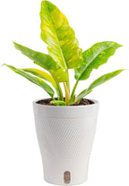Costa Farms Philodendron Ring of Fire Live Plant in Self Watering Pot, Air Purifying Indoor Houseplant, Home, Room, or Office Decor, House Warming or Birthday Gift, 12-18 Inches Tall