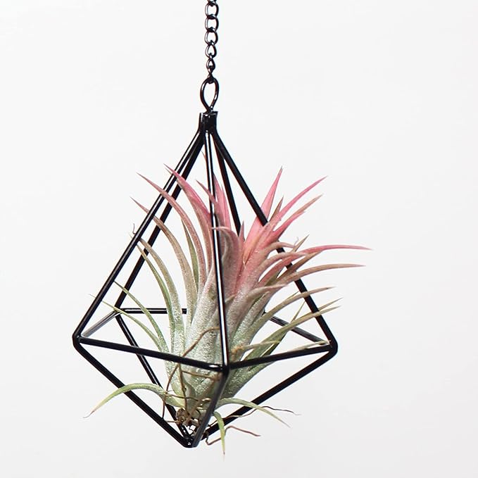 ZOOELAY Hanging Air Plants Holders Black Airplants Plant Hanger Metal Geometric Inoor Planter Holder Air Ferns Display Rack with Chain 4Pcs …