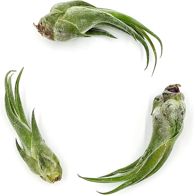 ragnaroc Air Plants - Tillandsia Seleriana, Large 4-6" - 1ct - Live Arrival Guaranteed - House Plants for Home Decor & Gift