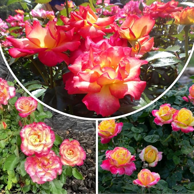 Rose Live Plant, Roses Flower Plant, Fragrant Flower for Planting, 4-6 Inches Tall, Bush Shrub Plants, Well Rooted, Ready to Grow (Pink Yellow Rose)