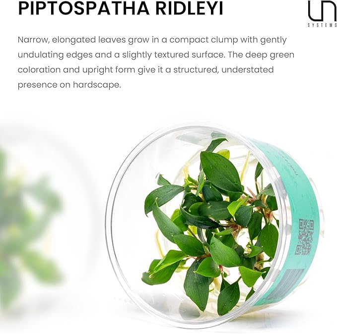 Ultum Nature Systems Piptospatha Ridleyi Tissue Culture Live Plant for Aquarium, Aquascape, Freshwater Fish Tanks - 100% Snail Free in Vitro