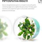 Ultum Nature Systems Piptospatha Ridleyi Tissue Culture Live Plant for Aquarium, Aquascape, Freshwater Fish Tanks - 100% Snail Free in Vitro