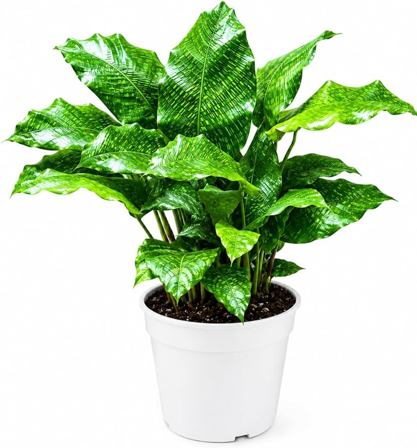 Calathea Network Live Plant - Indoor House Plant, Prayer Plant Live for Air Purifier, Unique Plants Live Houseplants for Plant Gift, Rare Calathea
