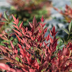 Perfect Plants Nandina Obsession from Southern Living | 1 Gallon Pot | Bright red and Green, Multi-Colored Foliage | Compact Shrub, thrives in Grow Zones 6-9