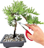 Bonsai Scissors By The Bonsai Supply- Stainless Steel