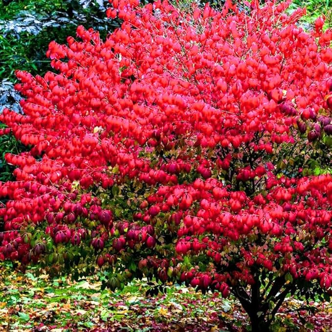 Dwarf Burning Bush Live Plant in 4" Pot, Hardy Landscape Plant for Borders and Garden Design, Red Shrub